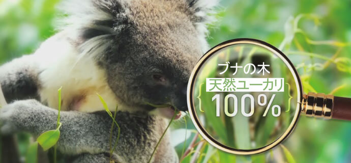 ブナの木 天然ユーカリ100%